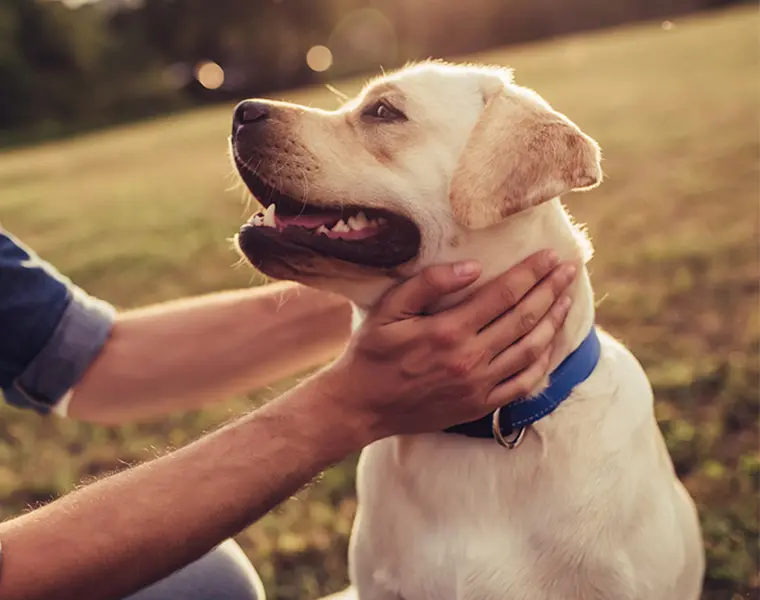 Photo of a dog